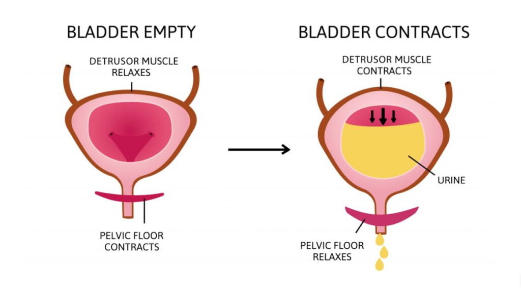 Diagram showing bladder function with pelvic floor contraction and relaxation.